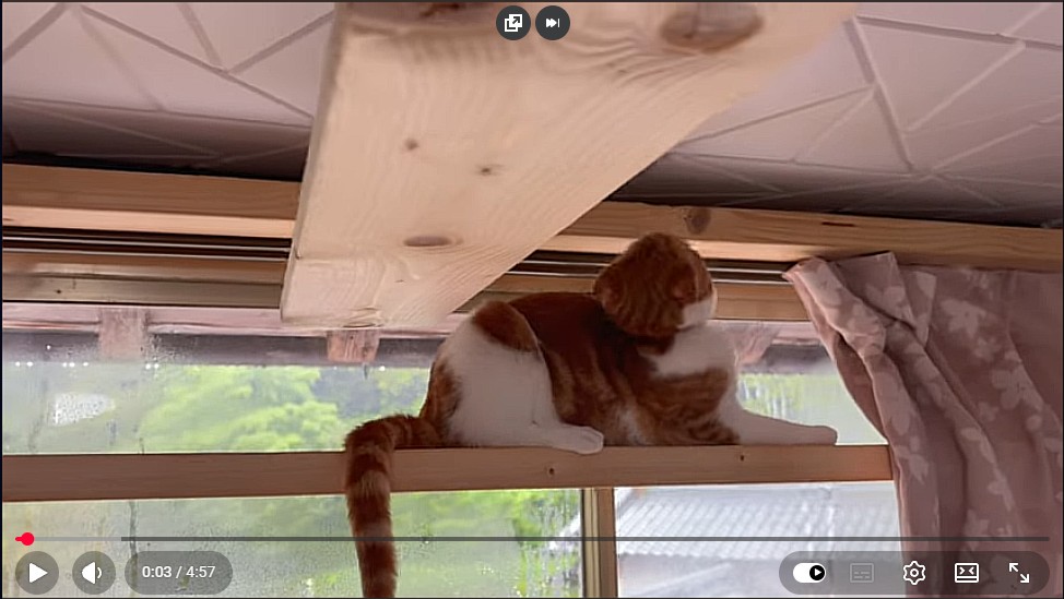 猫の雨の日の様子