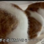 猫目線でキャットロードを見る