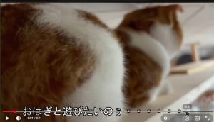 猫目線でキャットロードを見る