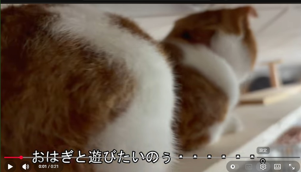 猫目線でキャットロードを見る