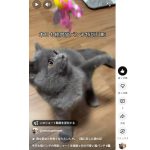 猫パンチの特訓中ショート動画を公開しました