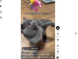 猫パンチの特訓中ショート動画を公開しました