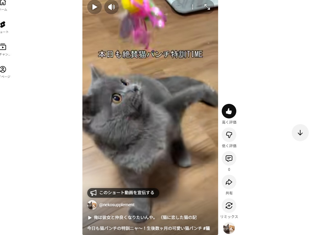 猫パンチの特訓中ショート動画を公開しました