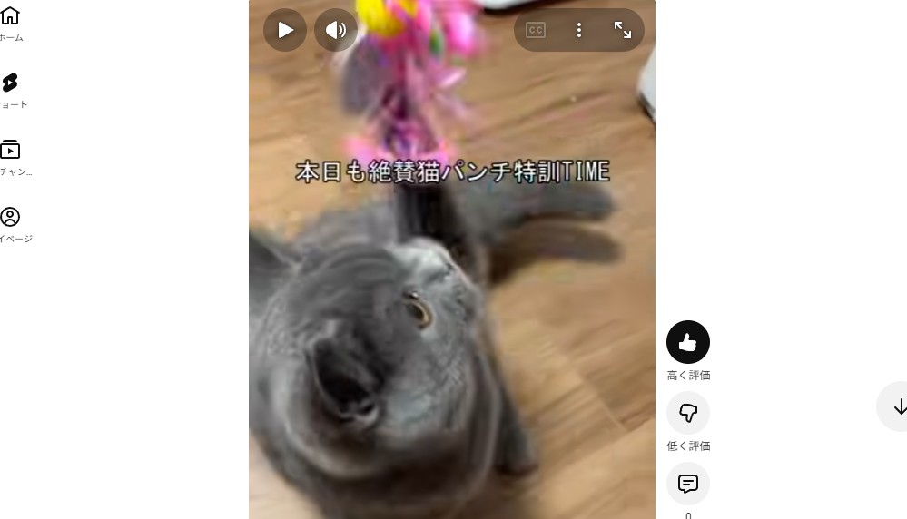 おはぎのおもちゃ遊び