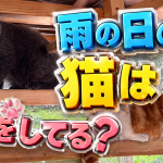 猫は雨の日が結構好きだったりします