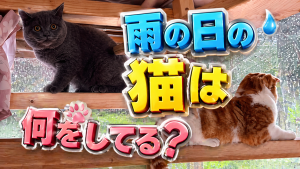 猫は雨の日が結構好きだったりします
