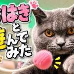 やっと5ヶ月になった猫のおてんばっぷりを紹介