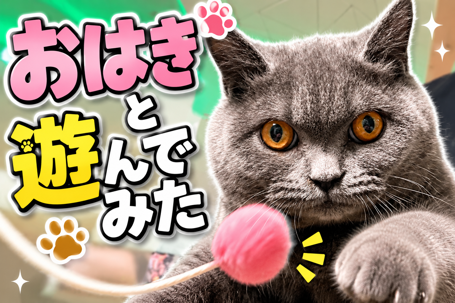 やっと5ヶ月になった猫のおてんばっぷりを紹介