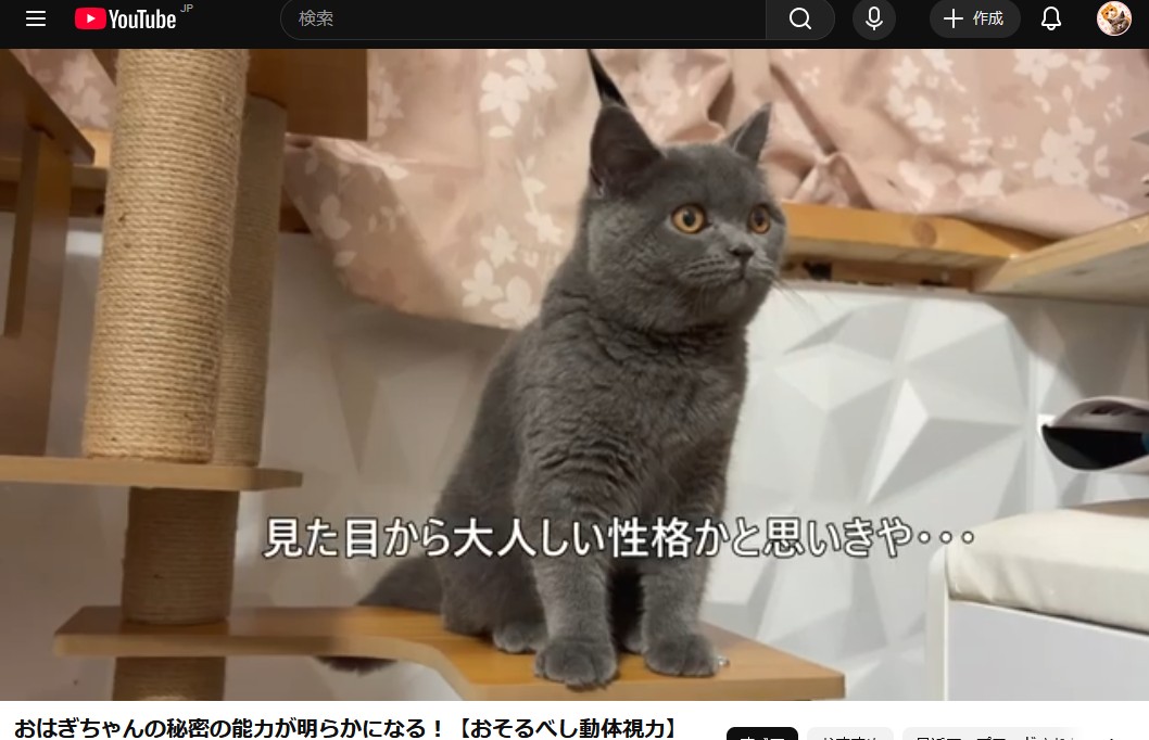 すごい猫の運動能力